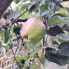 Reifer Apfel am Baum